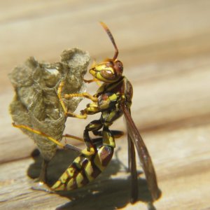 yellow wasp.jpg