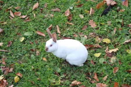 bunnyboyy.jpg