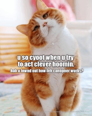 cat2.png