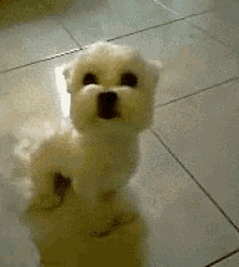 1735997667044.gif