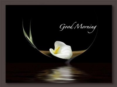 Calla lily Good Morning.jpg