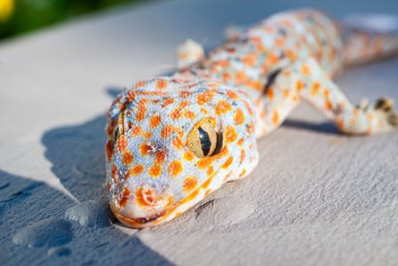 DSC_1663.JPG