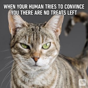 cat7.jpg