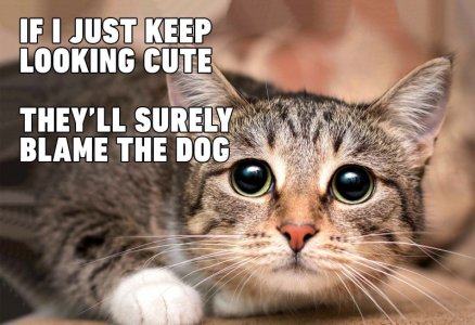 cat8.jpg