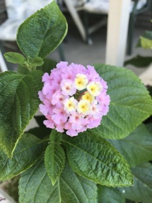 Flower1.jpg