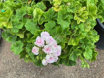 IMG_8344.jpeg