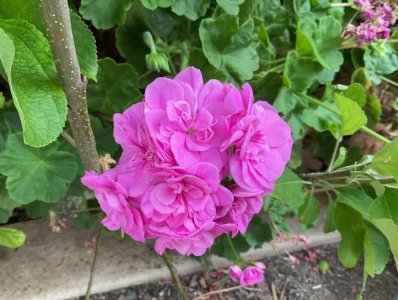 IMG_8351.jpeg