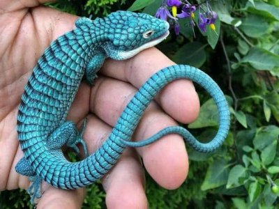 Mexican Alligator Lizzard.jpg