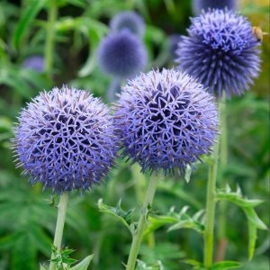 Southern globe thistle.jpg