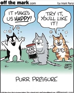 catniphappyj.jpg