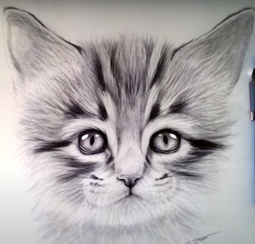 Kitten face.png