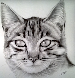Cat face.png