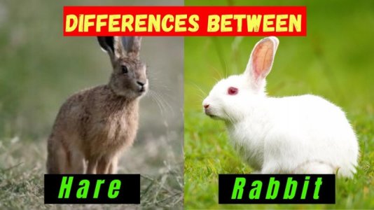 Difference.jpg