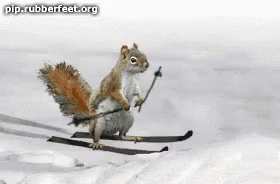 squirrel-skiing.gif