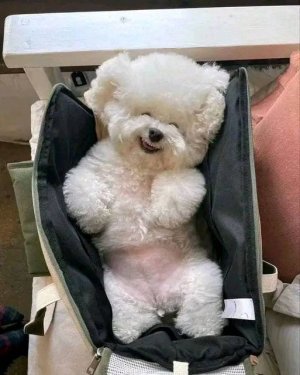 bichon.jpg