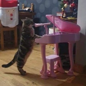 cat piano.jpg