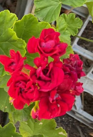 IMG_8379.jpeg