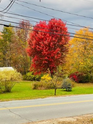2 dollar maple.jpg