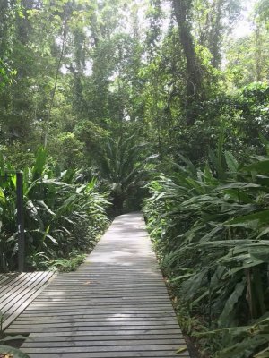 Costa Rica Pathway.jpg
