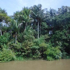 Amazon River 2020.jpg