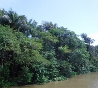Amazon River1 2020.jpg