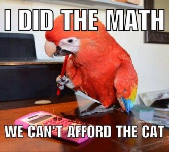 no cat.jpg
