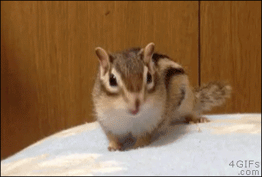 10-funny-gif-270-chipmunk-bed-yawn.gif