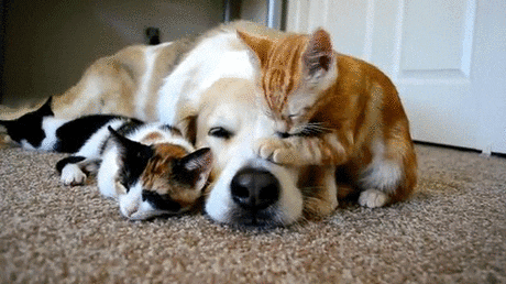 giphy (1).gif