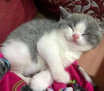 smiling cattitude kitten.jpg