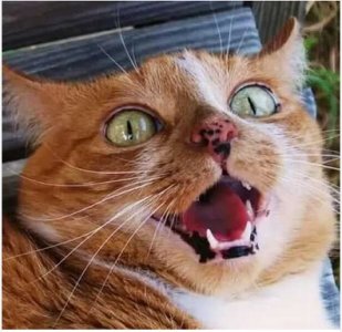 scary cat.jpg