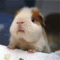 IMG_0138.gif