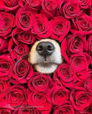 Valentines Day.jpg