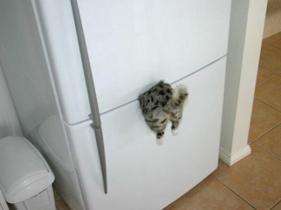 cat refrigerator magnet.jpg cat refrigerator magnet.jpg