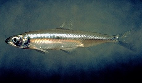 delta smelt.jpg