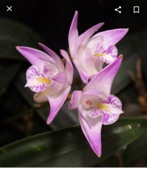 pinkrocklilly.jpg