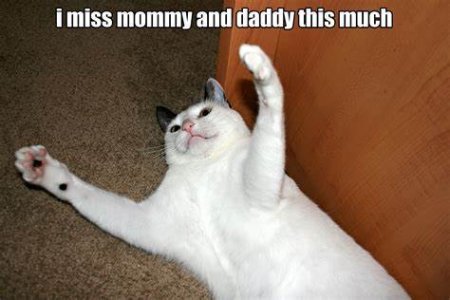 cat28.jpg