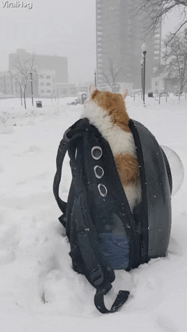 Napsack.gif