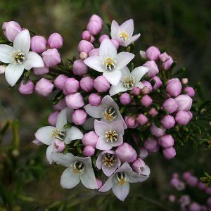 Tasmanian Boronia.jpg