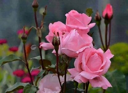 flower a day pinkies 2.jpg