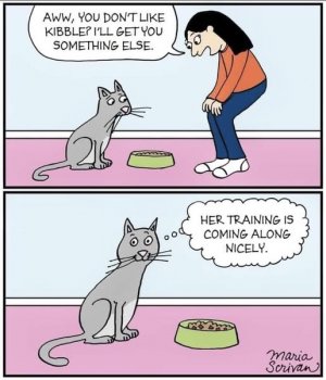 cattraining.jpg