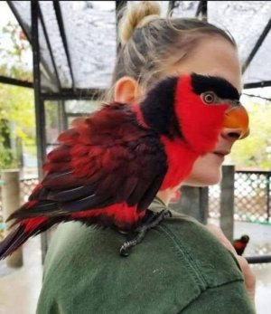 parrotface.jpg