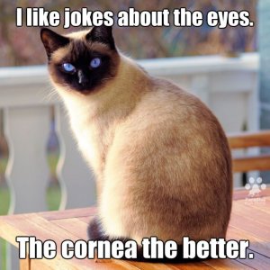 cat29.jpg
