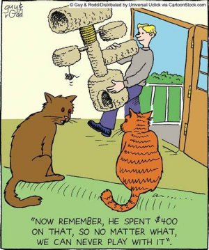 cat32.jpg