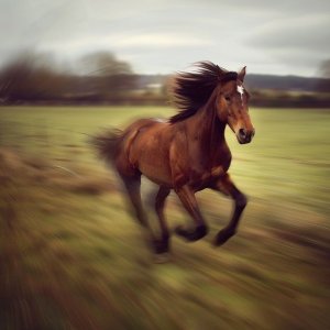 How Fast Do Horses Run_.jpg