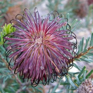 Violetbanksia.jpg