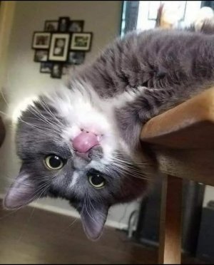 cattitude upside eyes.jpg
