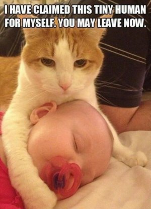 cat35.jpg