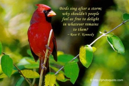 bird1.jpg