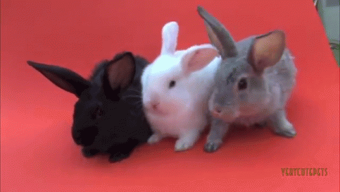 1736598496806.gif