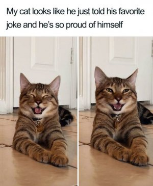 cat36.jpg